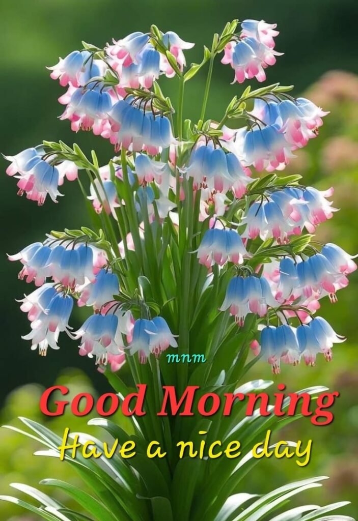 good morning garden flowers, garden flower good morning, good morning garden flower images, garden flower pictures, good morning flower images, garden flower wallpapers, beautiful good morning flowers, garden flower photos, morning flower pics, good morning nature images