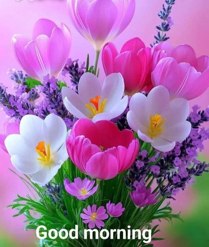 good morning garden flowers, garden flower good morning, good morning garden flower images, garden flower pictures, good morning flower images, garden flower wallpapers, beautiful good morning flowers, garden flower photos, morning flower pics, good morning nature images