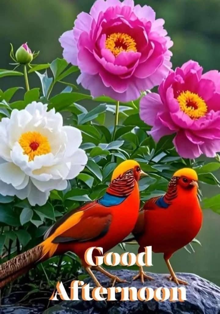 good evening images quotes, good evening photos, good evening pics, good evening wallpapers, evening quotes images, sunset good evening images, beautiful good evening pictures, good evening wishes photos, good evening hd wallpapers, evening greeting images