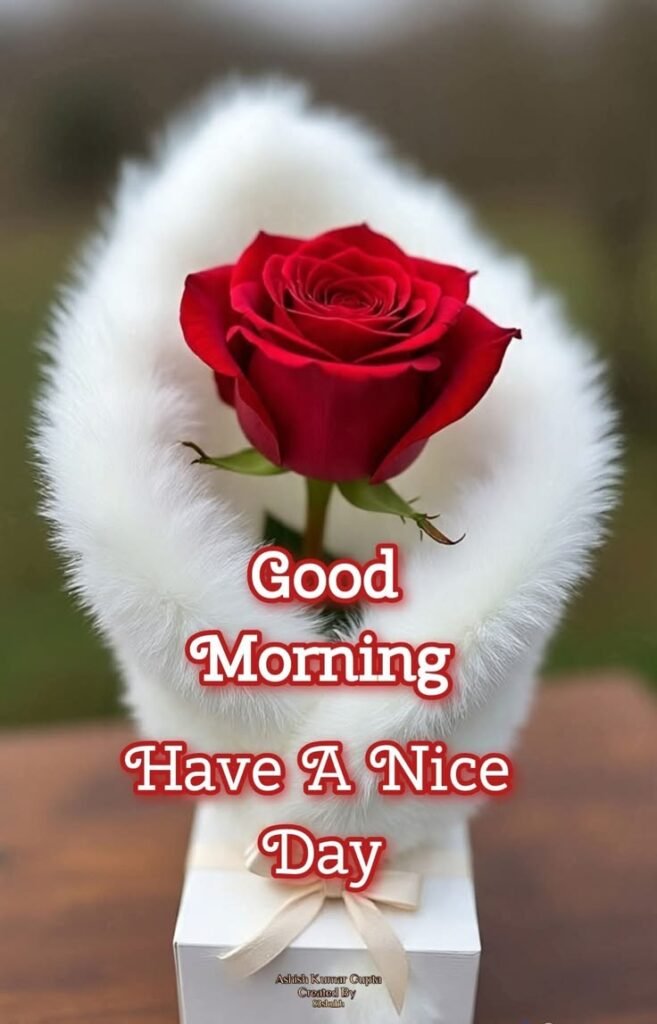 good morning red rose images, red rose good morning, good morning red rose, red rose pictures, good morning rose images, red rose wallpapers, beautiful good morning roses, red rose photos, morning rose pics, good morning flower images